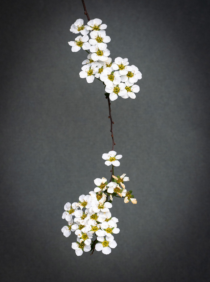 11 Spring Blossom, Spirea